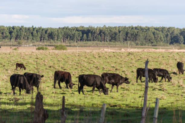 istock cows grazing in the green Argentine countryside 960441310