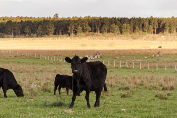 istock cows grazing in the green Argentine countryside 960441410