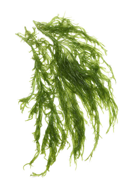 Goma wakame or seaweed salad on a wood background Goma wakame or seaweed salad on a wood background algae stock pictures, royalty-free photos & images