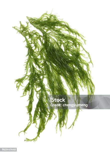 Goma Wakame Or Seaweed Salad On A Wood Background Stock Photo - Download Image Now - White Background, Wakame, Food