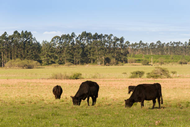 istock cows grazing in the green Argentine countryside 960442826