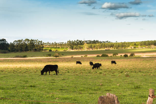 istock cows grazing in the green Argentine countryside 960444076