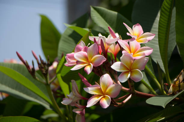 istock Plumeria flower or Lilawadee Flower 960444446