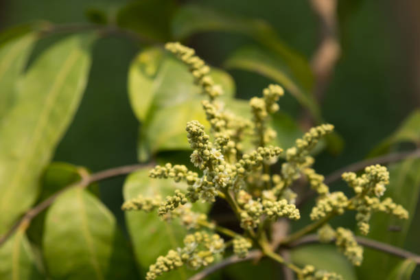 istock Close up of longan flower 960444472