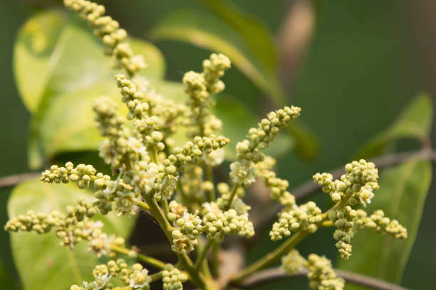 istock Close up of longan flower 960444492