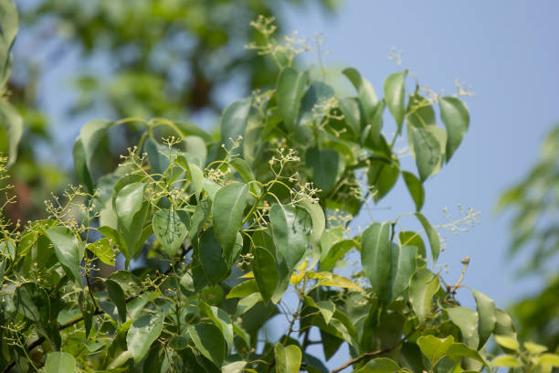 pequeña flor del árbol de cinnamomum camphora - alcanforero fotografías e imágenes de stock
