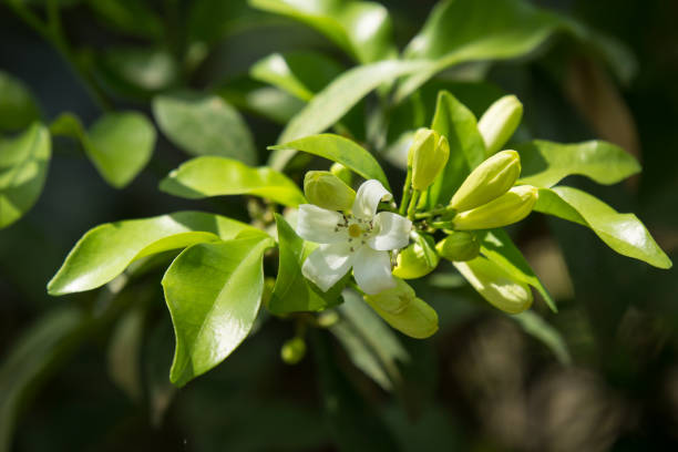 istock Orange Jessamine flowers and green leaf 960445198