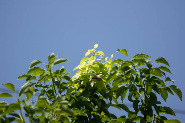 istock Young Leaf of Cinnamomum camphora tree 960445256