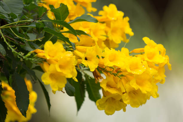 istock Bee and Yellow flower, Yellow elder 960445422