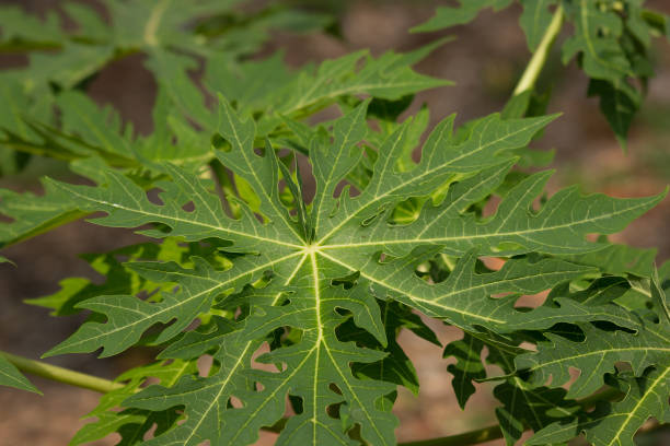 istock Green leaf of Young papaya tree 960445836