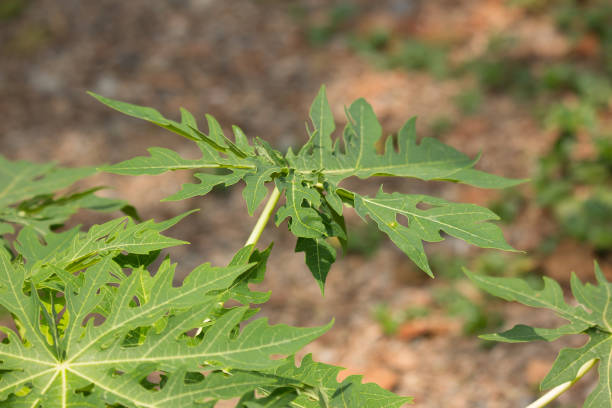 istock Green leaf of Young papaya tree 960445854