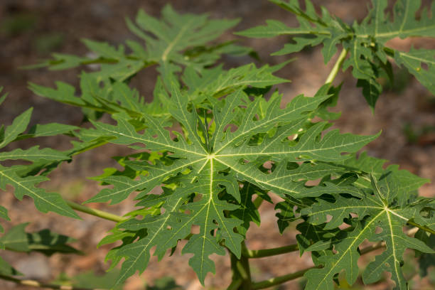 istock Green leaf of Young papaya tree 960445856