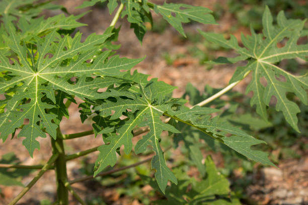 istock Green leaf of Young papaya tree 960445894