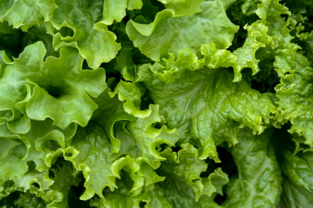 istock fresh green oak lettuce with water drops in oraganic farm 960448962