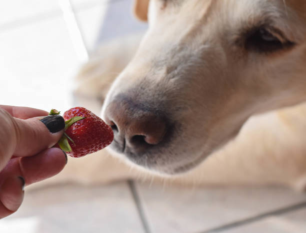 istock White Labrador retriever dog eating a strawberry fruit from owners hand/ Conceptual image of trust and friendship between dog and human 960453358