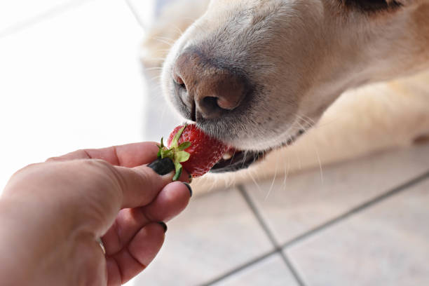 istock White Labrador retriever dog eating a strawberry fruit from owners hand/ Conceptual image of trust and friendship between dog and human 960453398