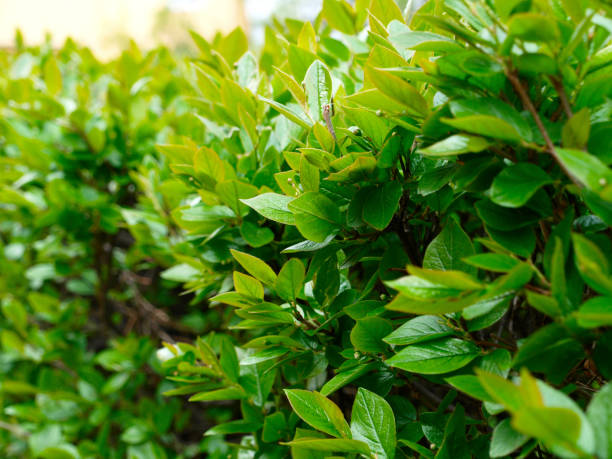 Cotoneaster lucidus or shiny cotoneaster green wall shrub Cotoneaster lucidus or shiny cotoneaster green wall shrub cotoneaster stock pictures, royalty-free photos & images
