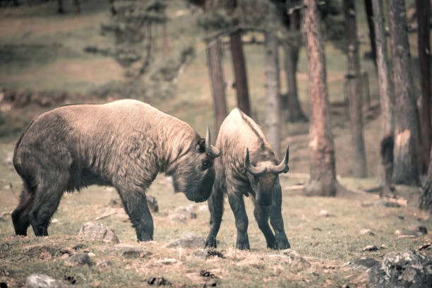 takin animal in  bhutan