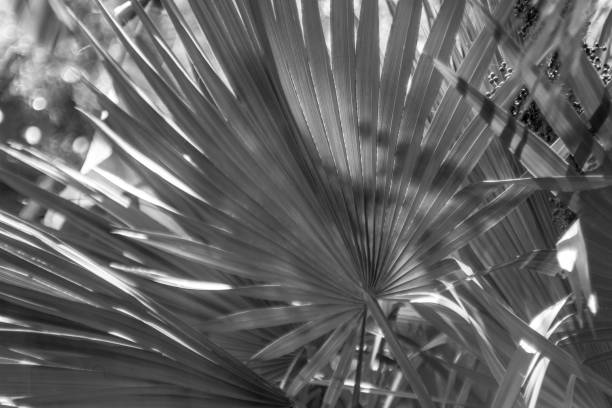istock Palm leaf, detail, northern mediterranean 960462632