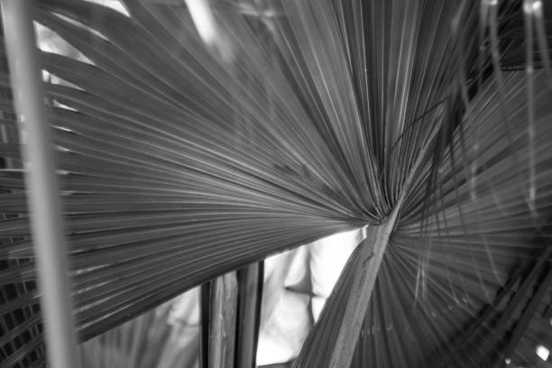 istock Palm leaf, detail, northern mediterranean 960462656