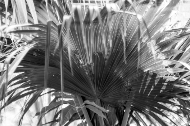 istock Palm leaf, detail, northern mediterranean 960462666
