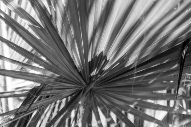 istock Palm leaf, detail, northern mediterranean 960462726