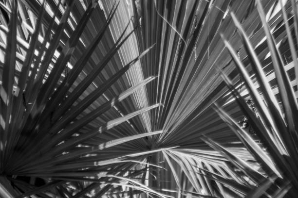 istock Palm leaf, detail, northern mediterranean 960462738