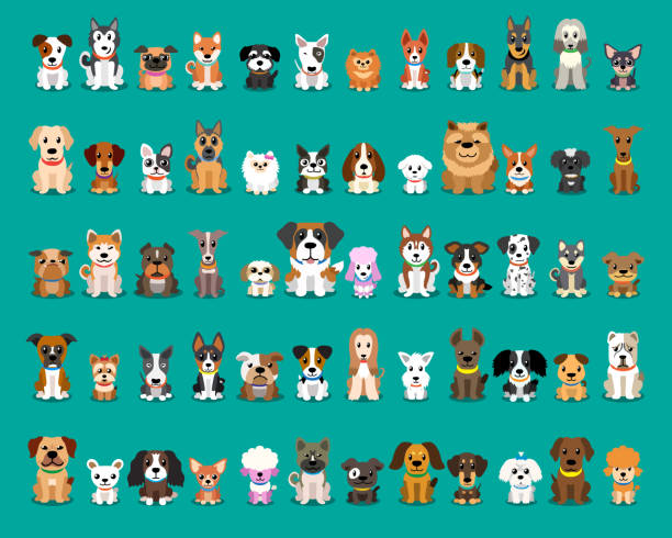 verschiedene arten von vektor-cartoon-hunde - purebred dog stock-grafiken, -clipart, -cartoons und -symbole
