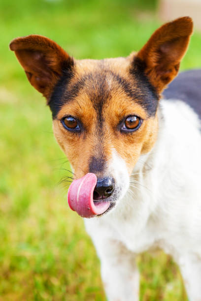 istock Photo mongrel dog outdoors close up 960466924