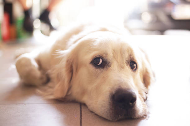 The Golden Retriever is clearly bored and waiting for the person who wants to play with him