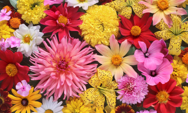 istock background of summer garden flowers, top view. 960470232