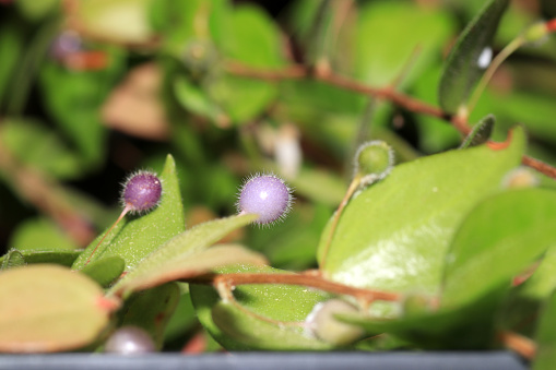 As carnivorous plants, carnivores or insectivores are called plants