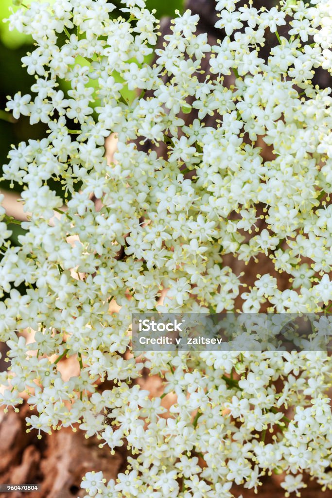 Elderberry inflorescence as background White inflorescence elderberry (Sambucus nigra) as background Aromatherapy Stock Photo