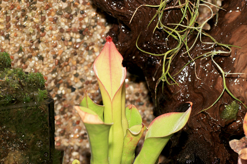 As carnivorous plants, carnivores or insectivores are called plants