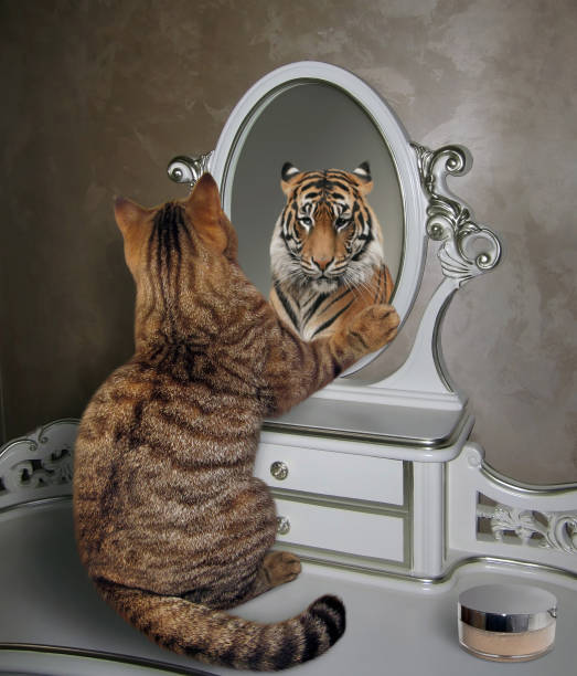 istock Cat looks in the mirror 3 960470938