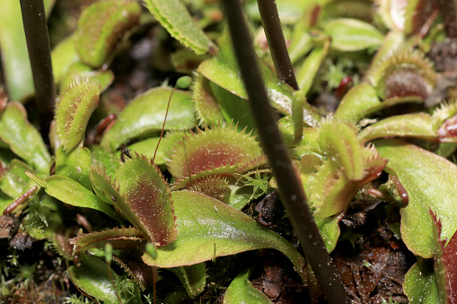 As carnivorous plants, carnivores or insectivores are called plants