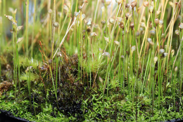 As carnivorous plants, carnivores or insectivores are called plants