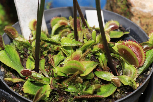 As carnivorous plants, carnivores or insectivores are called plants