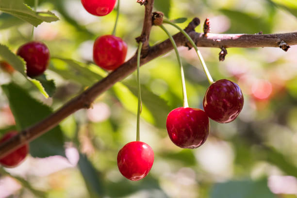 istock Bunch of ripe sour cherries hanging on a cherry tree 960476170