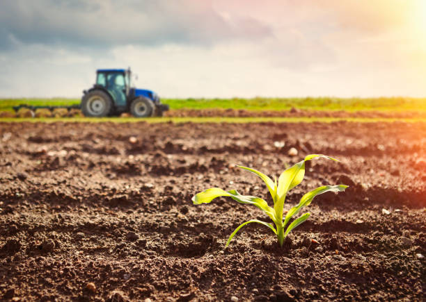 coltivazione di granturco e trattore che lavorano sul campo - plant food agriculture growth foto e immagini stock