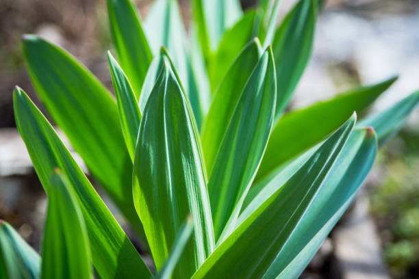 Fresh green leaves in the garden. Selective focus. Shallow depth of field.