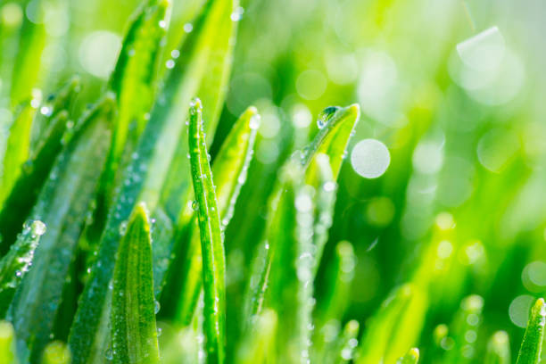 istock Fresh green leaves in the garden 960479080