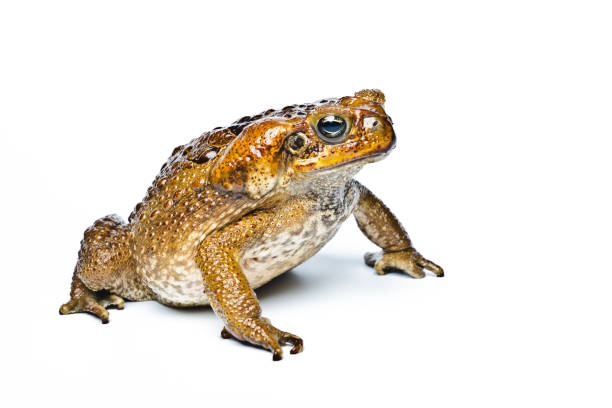 ładka aga. gigantyczna łajda neotropikalna. przystań rhinella. ładka aga na białym tle, płazy zbliżą się izolowane. - toad green isolated white zdjęcia i obrazy z banku zdjęć