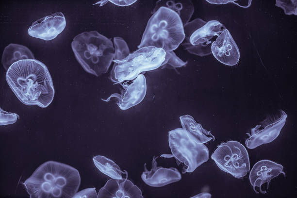istock jellyfish in the aquarium 960487430