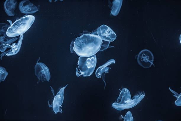istock jellyfish in the aquarium 960487442