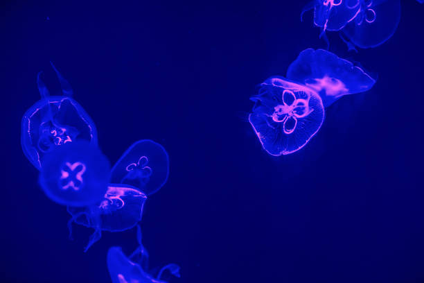 istock jellyfish in the aquarium 960487498