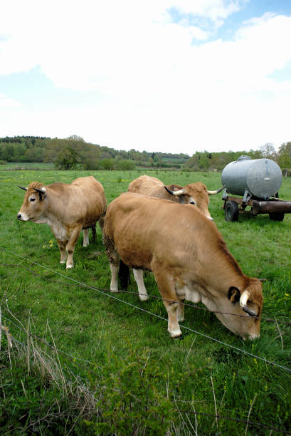 istock Aubrac cows, in their meadow in Auvergne 960487788