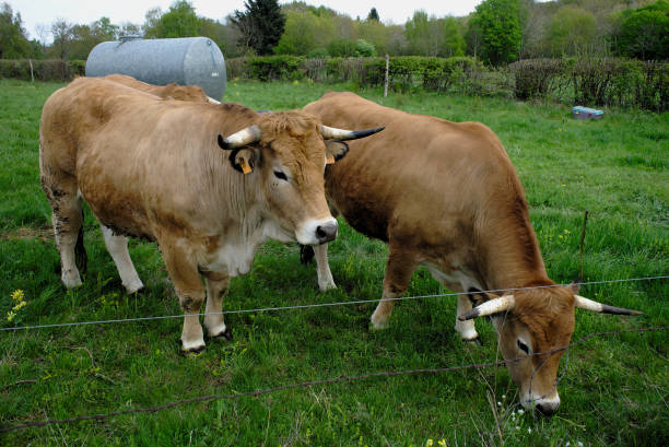 istock Aubrac cows, in their meadow in Auvergne 960488370