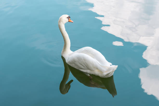 istock Bird (Swans, Cygnus) swimming in a nature wild 960489234