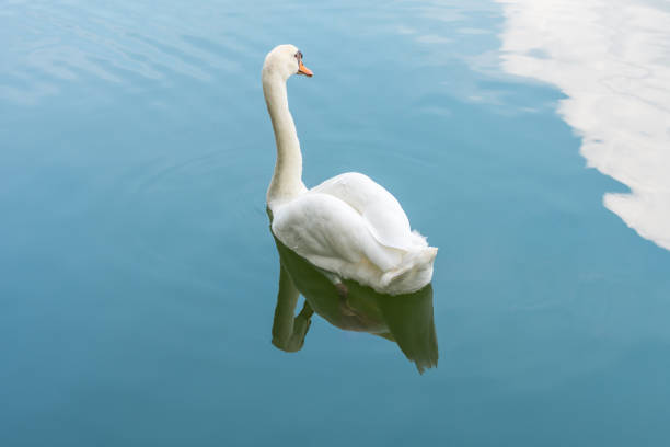 istock Bird (Swans, Cygnus) swimming in a nature wild 960489246